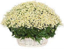 Цветочная композиция из Ромашки в корзине #REPLACE_PRED# Золотарёвке